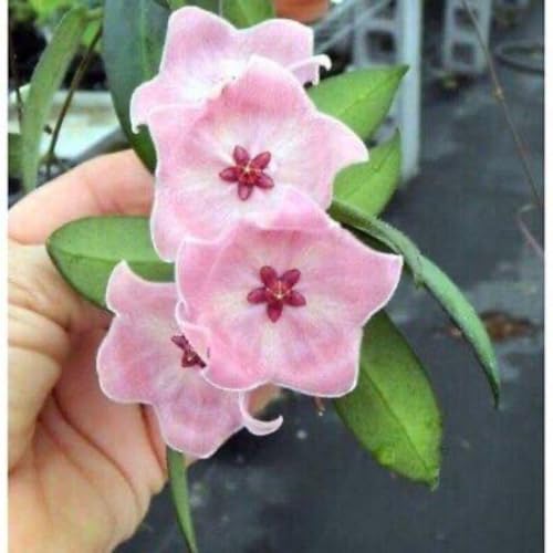 観葉植物 サクララン」の人気商品一覧 | 安い商品を通販サイトから探す